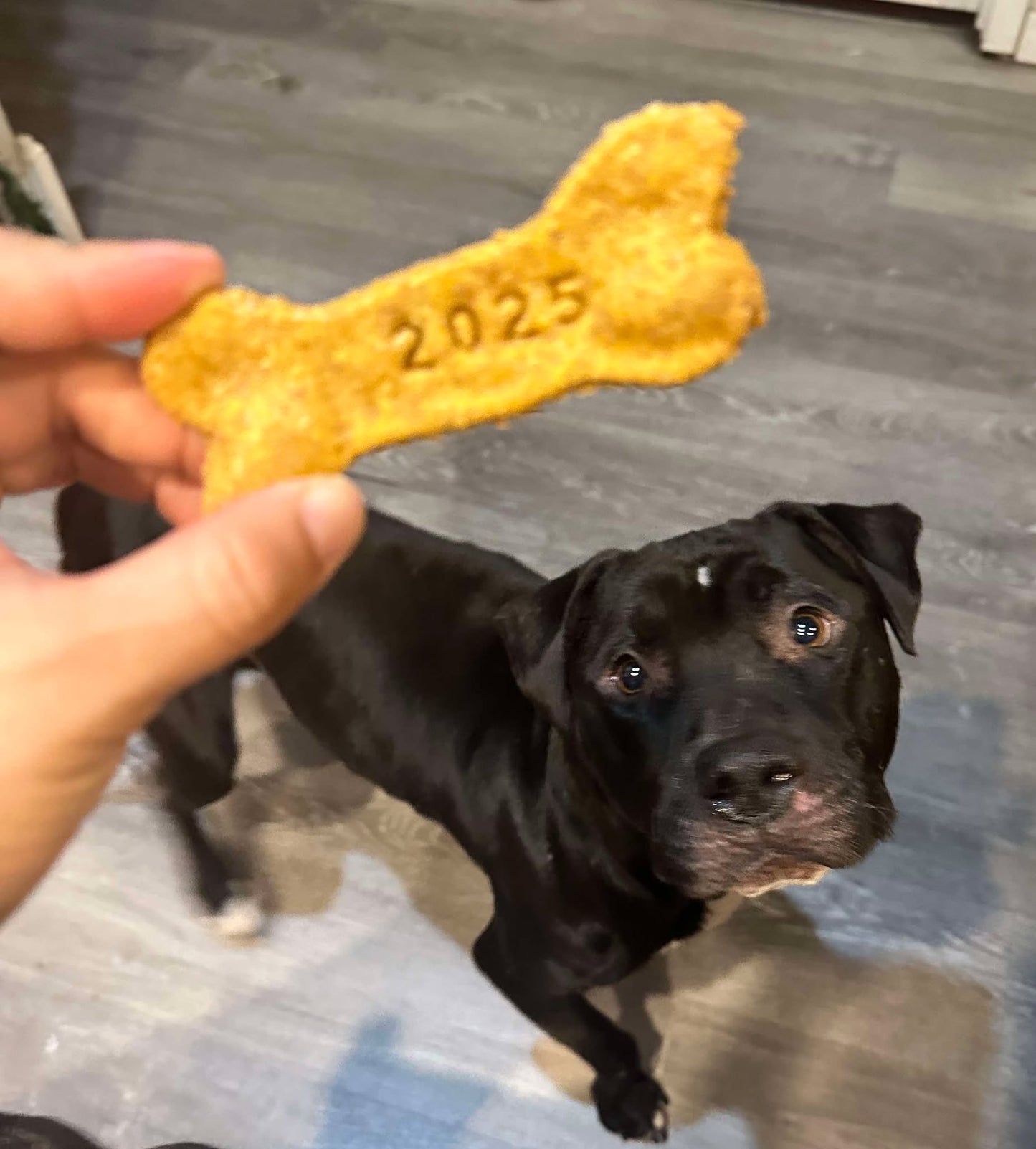 2025 New Years Dog Treat Special