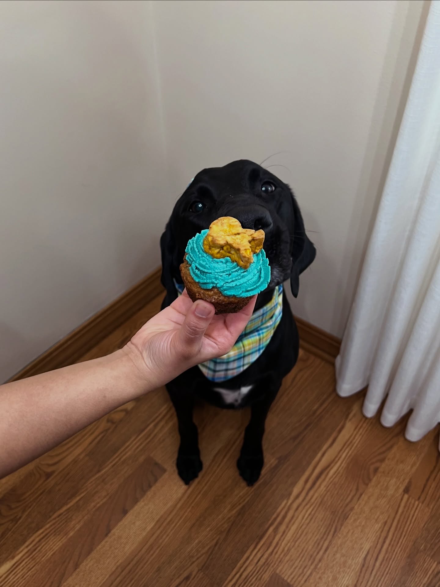 Bark Birthday Packages